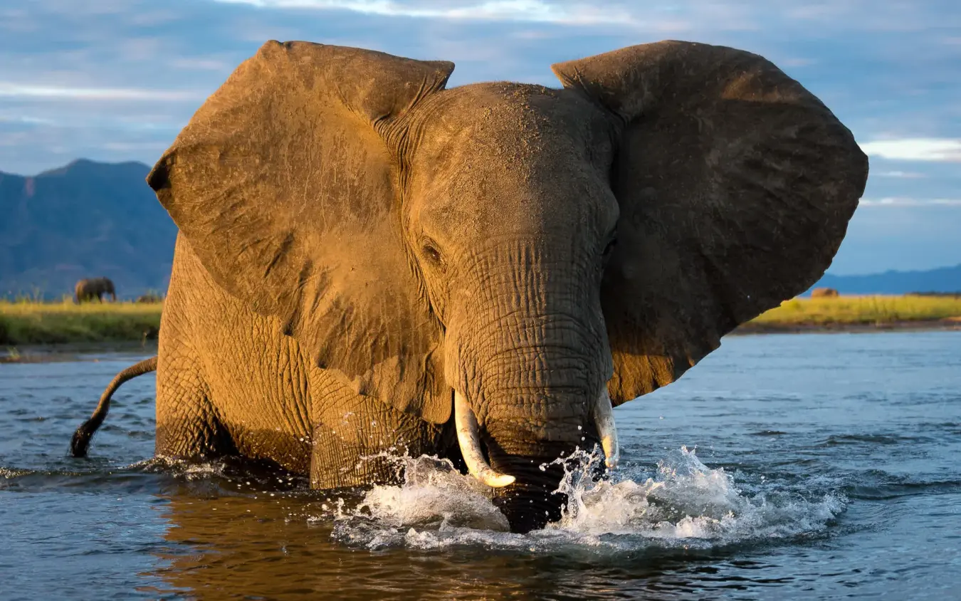 African elephant bathing in river with splashing water, Ruckomechi Camp, Mana Pools, Zimbabwe