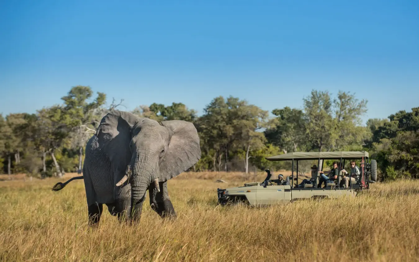 Elephant walking near safari vehicle in grassland, Sable Alley, The Okavango Delta, Botswana