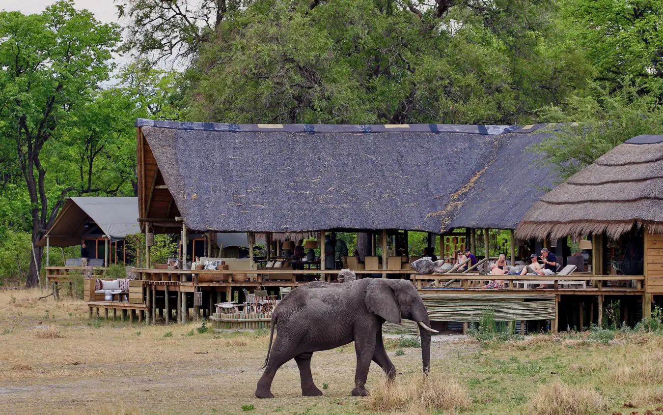 Elephant walking past main lodge buildings with thatched roofs, Sable Alley, The Okavango Delta, Botswana