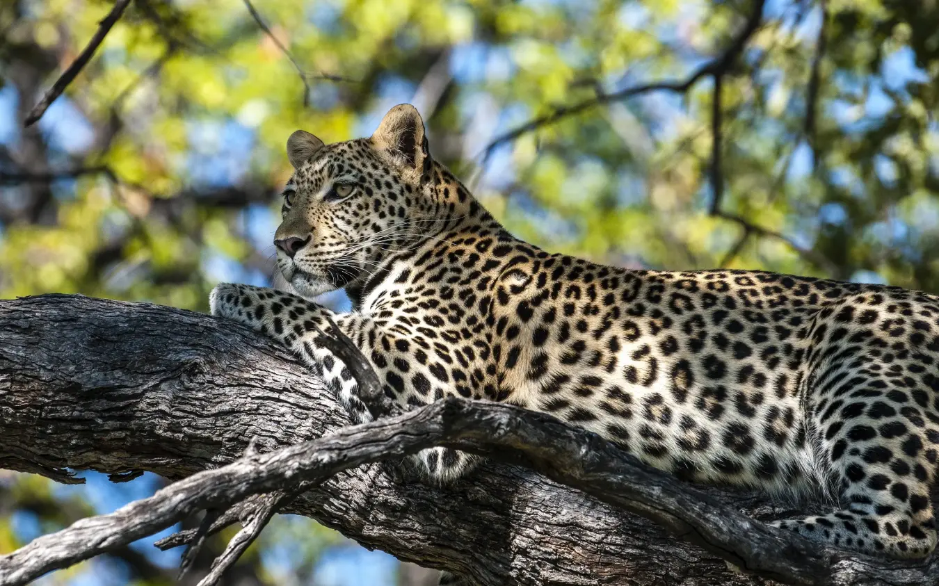 Leopard resting on tree branch in dappled sunlight, Sable Alley, The Okavango Delta, Botswana