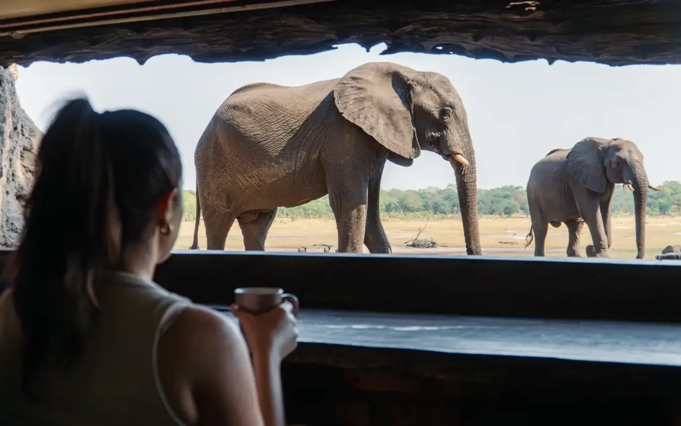 Woman photographing elephants from safari vehicle at waterhole, Sable Valley Lodge, Hwange National Park, Zimbabwe