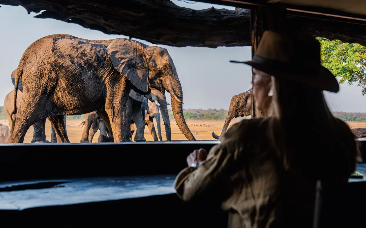 Guest photographing elephants from safari vehicle interior, Sable Valley Lodge, Hwange National Park, Zimbabwe