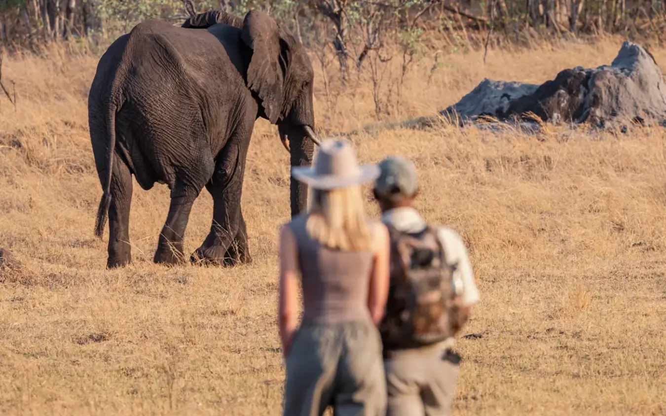 Guests on foot encountering elephant in dry grassland savanna, Sable Valley Lodge, Hwange National Park, Zimbabwe