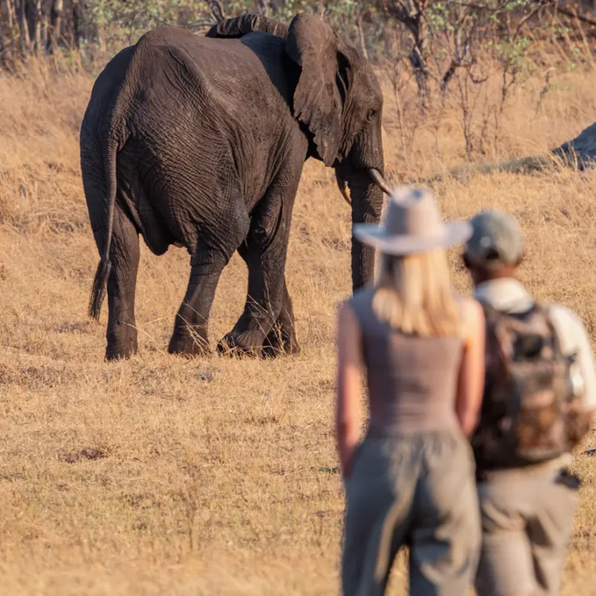 Guests on foot encountering elephant in dry grassland savanna, Sable Valley Lodge, Hwange National Park, Zimbabwe