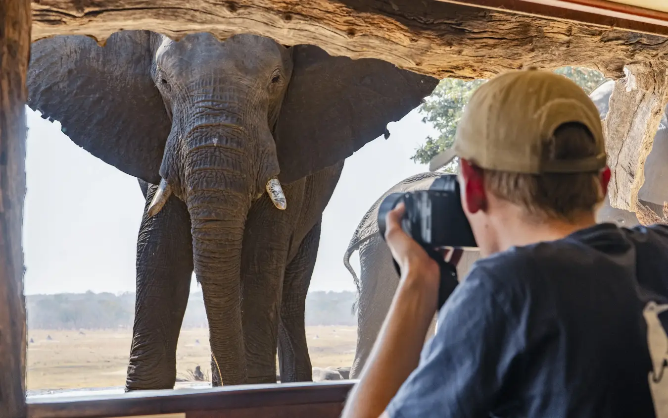 Tourist photographing elephant from safari lodge viewing platform, Sable Valley Lodge, Hwange National Park, Zimbabwe