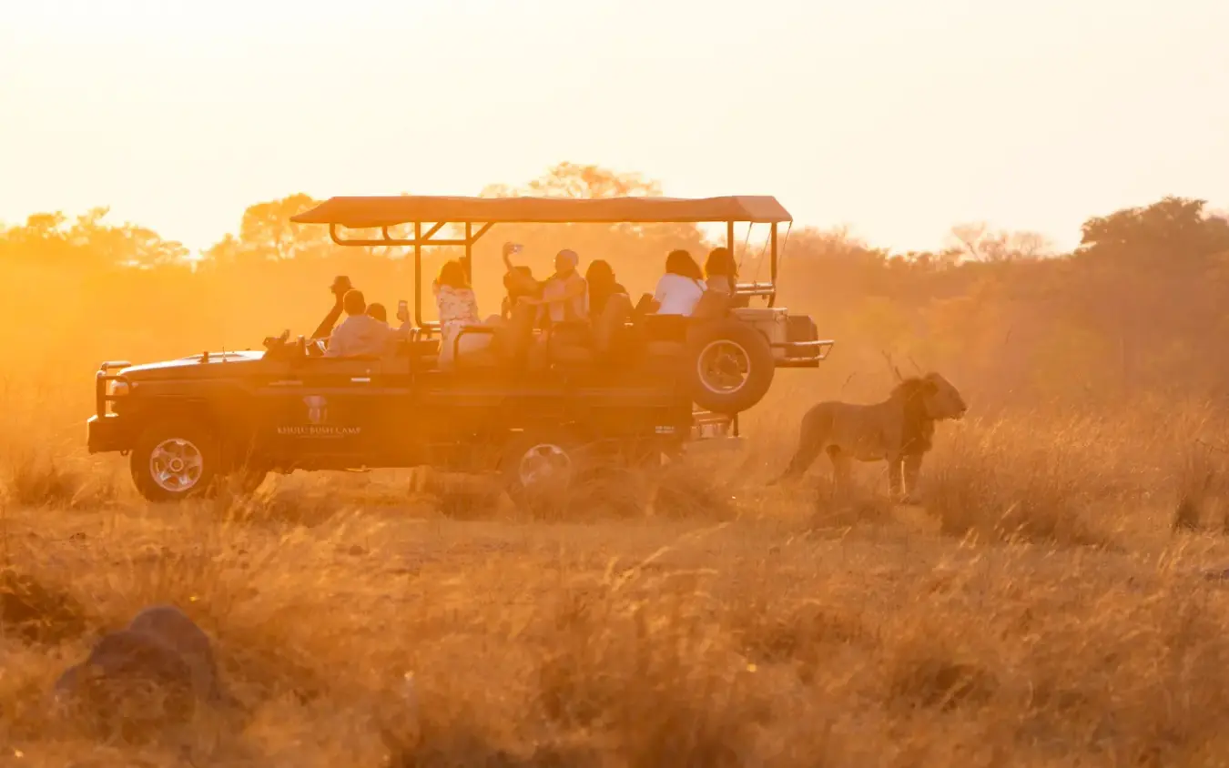 Safari vehicle with lion on game drive at golden hour, Sable Valley Lodge, Hwange National Park, Zimbabwe