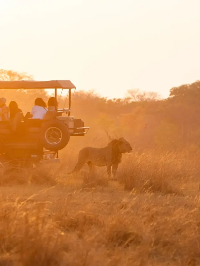 Safari vehicle with lion on game drive at golden hour, Sable Valley Lodge, Hwange National Park, Zimbabwe