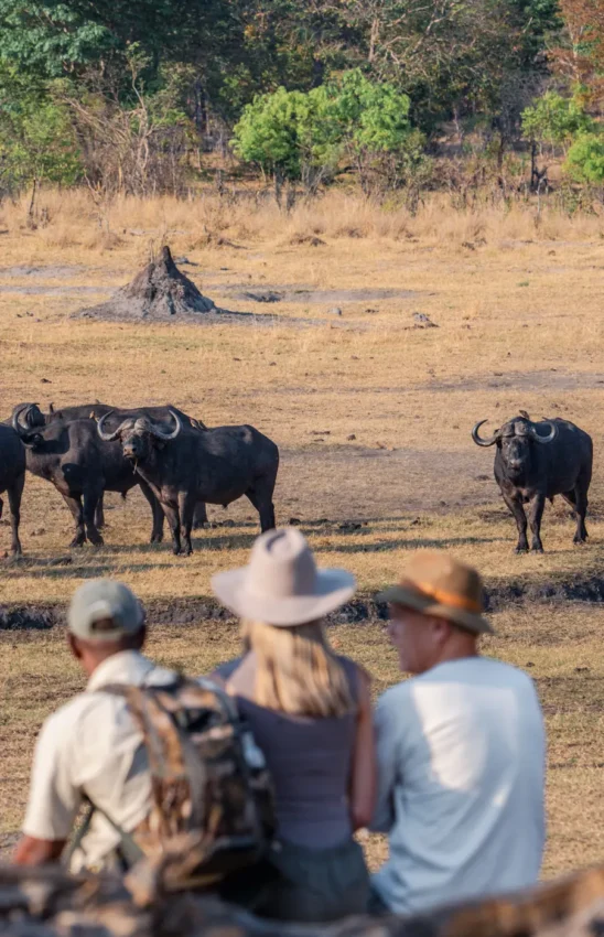 Tourists observing cape buffalo herd at waterhole during game drive, Sable Valley Lodge, Hwange National Park, Zimbabwe
