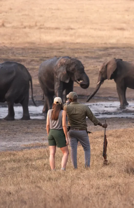 Guests walking toward elephants at waterhole in savanna grassland, Sable Valley Lodge, Hwange National Park, Zimbabwe