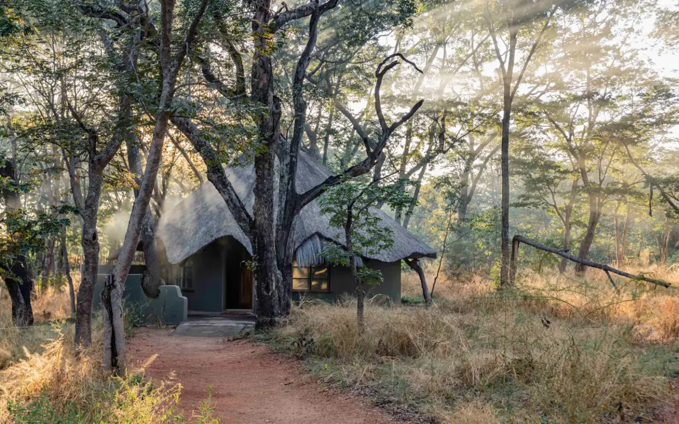 Thatched safari lodge nestled beneath ancient trees with morning light filtering through forest canopy, Sable Valley Lodge, Hwange National Park, Zimbabwe