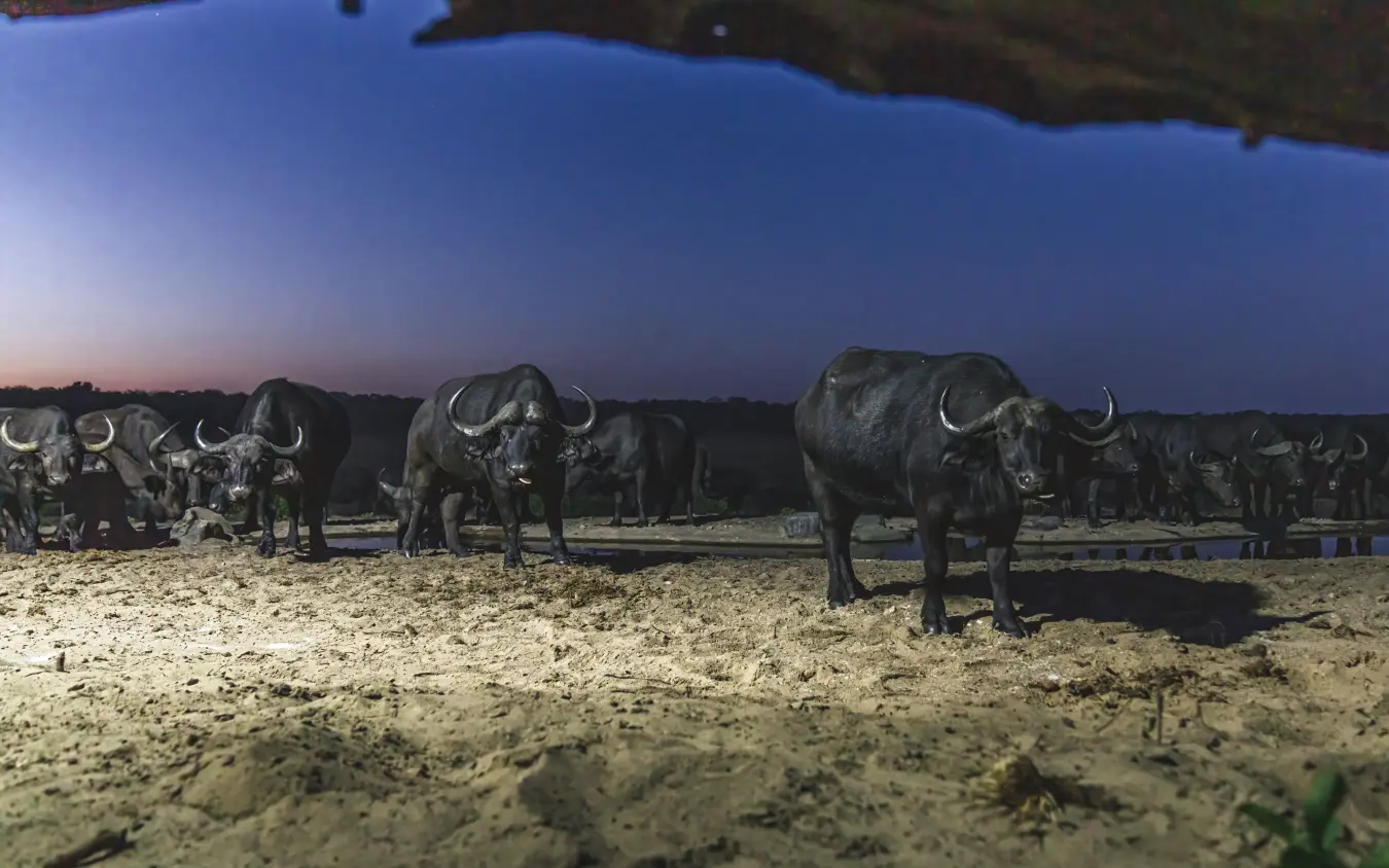 Herd of buffalo gathering at waterhole at dusk, Sable Valley Lodge, Hwange National Park, Zimbabwe