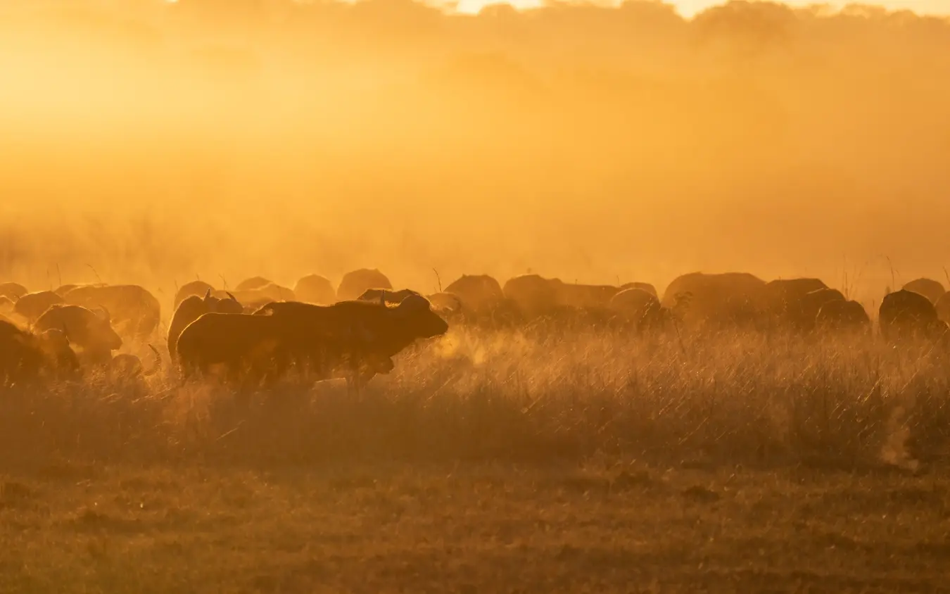 Elephant herd grazing in golden morning mist across grassland, Sable Valley Lodge, Hwange National Park, Zimbabwe