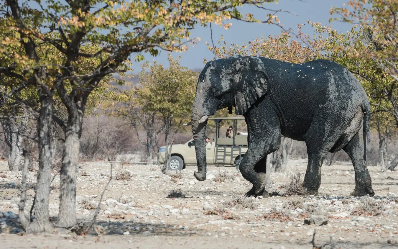 Elephant walking near safari vehicle in woodland setting, Safari House, Etosha National Park, Namibia