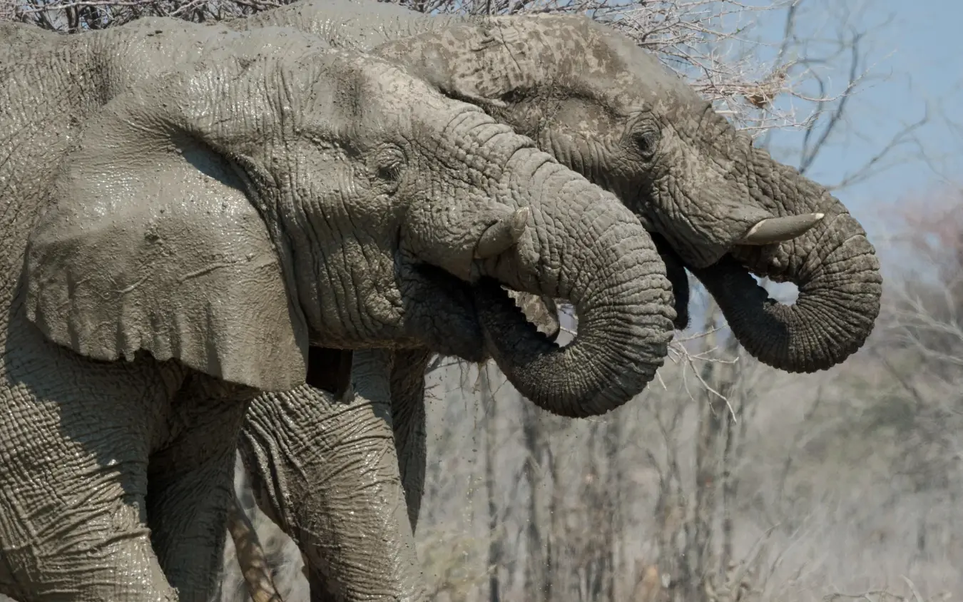 Two African elephants with trunks raised near dry brush, Safari House, Etosha National Park, Namibia