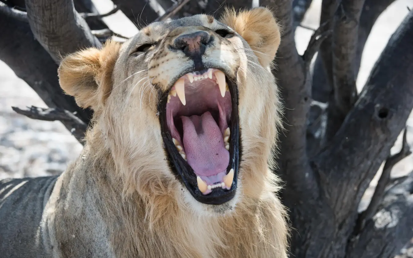 Lioness yawning with mouth wide open near trees, Safari House, Etosha National Park, Namibia