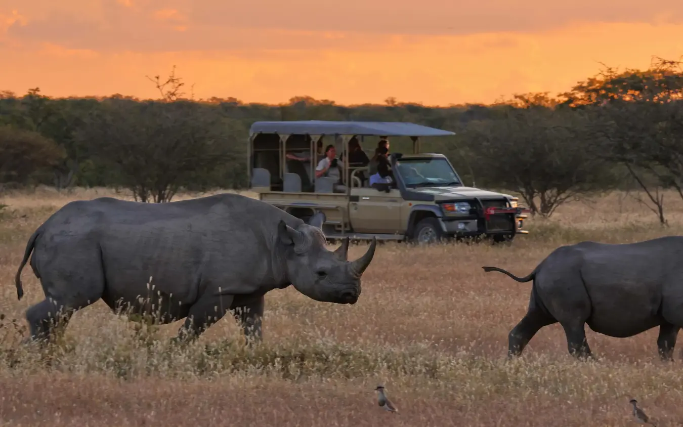 Safari vehicle observing rhinoceros herd in savanna grassland at sunset, Safarihoek Lodge, Etosha National Park, Namibia