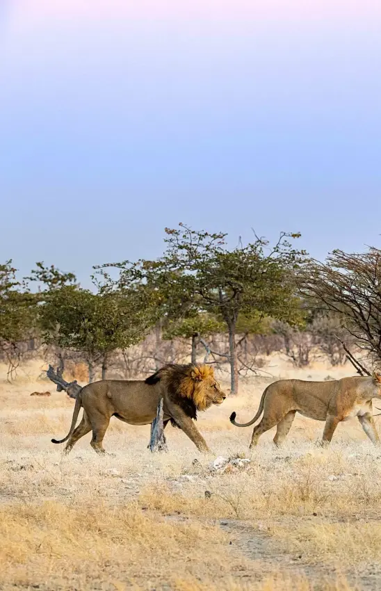 Male lion walking with lioness across dry savanna grassland, Safarihoek Lodge, Etosha National Park, Namibia