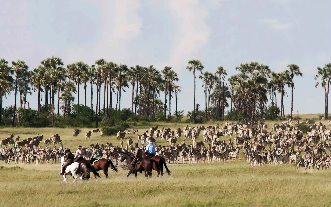 Horseback riders herding zebras across grassland, San Camp, Makgadikgadi Pans, Botswana