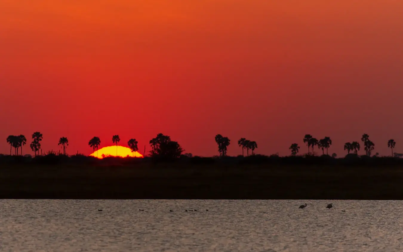 Sunset over pan with palm trees and water reflection, San Camp, Makgadikgadi Pans, Botswana