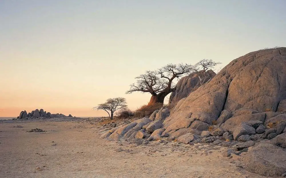 Baobab tree and granite boulders at sunset in desert, San Camp, Makgadikgadi Pans, Botswana