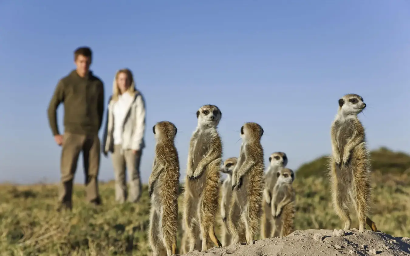 Guests observing a group of meerkats standing upright in natural habitat, San Camp, Makgadikgadi Pans, Botswana