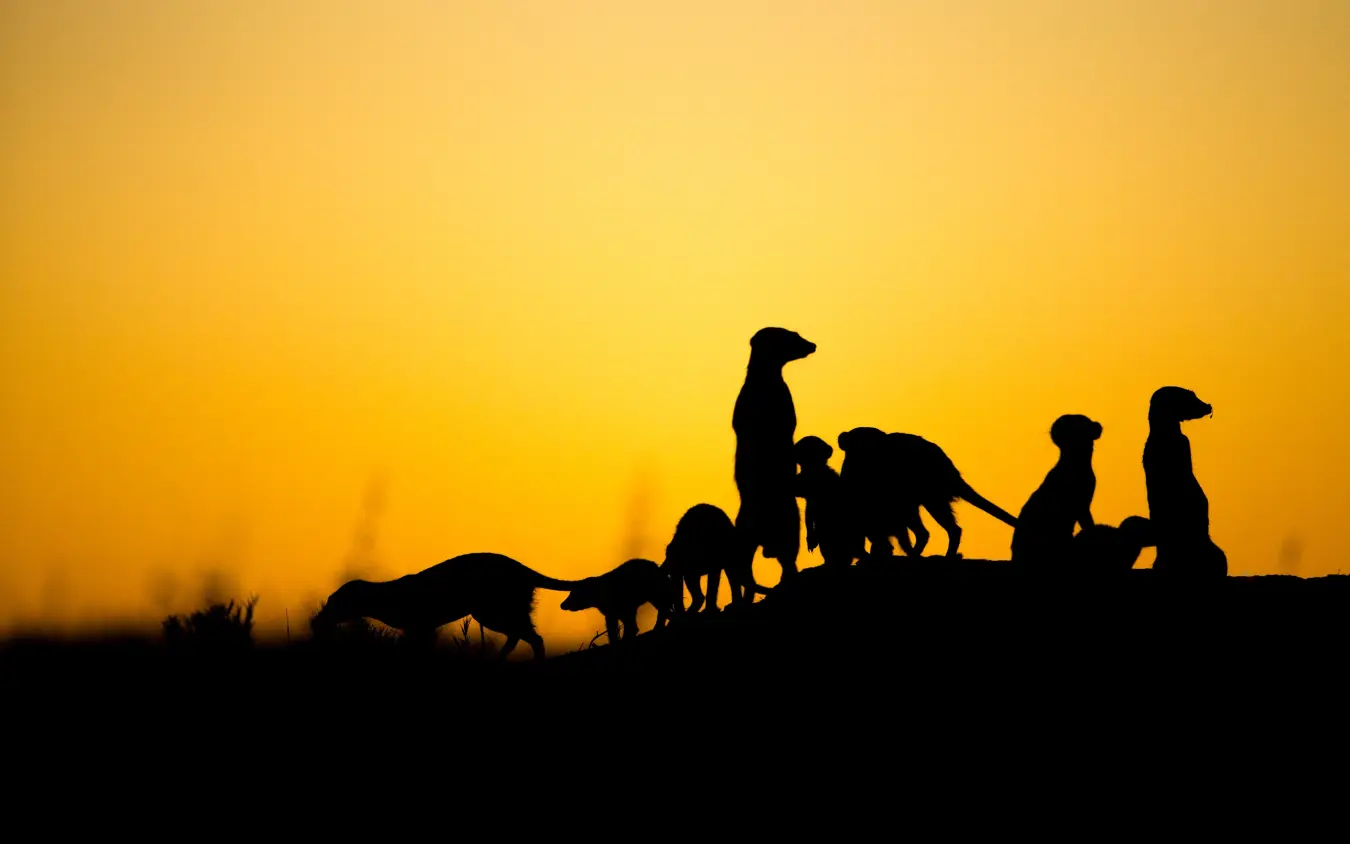Group of meerkats silhouetted against golden sunset sky, San Camp, Makgadikgadi Pans, Botswana