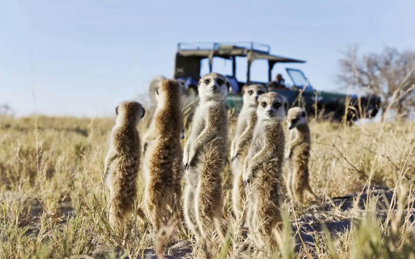 Group of meerkats standing alert in savanna grassland, San Camp, Makgadikgadi Pans, Botswana