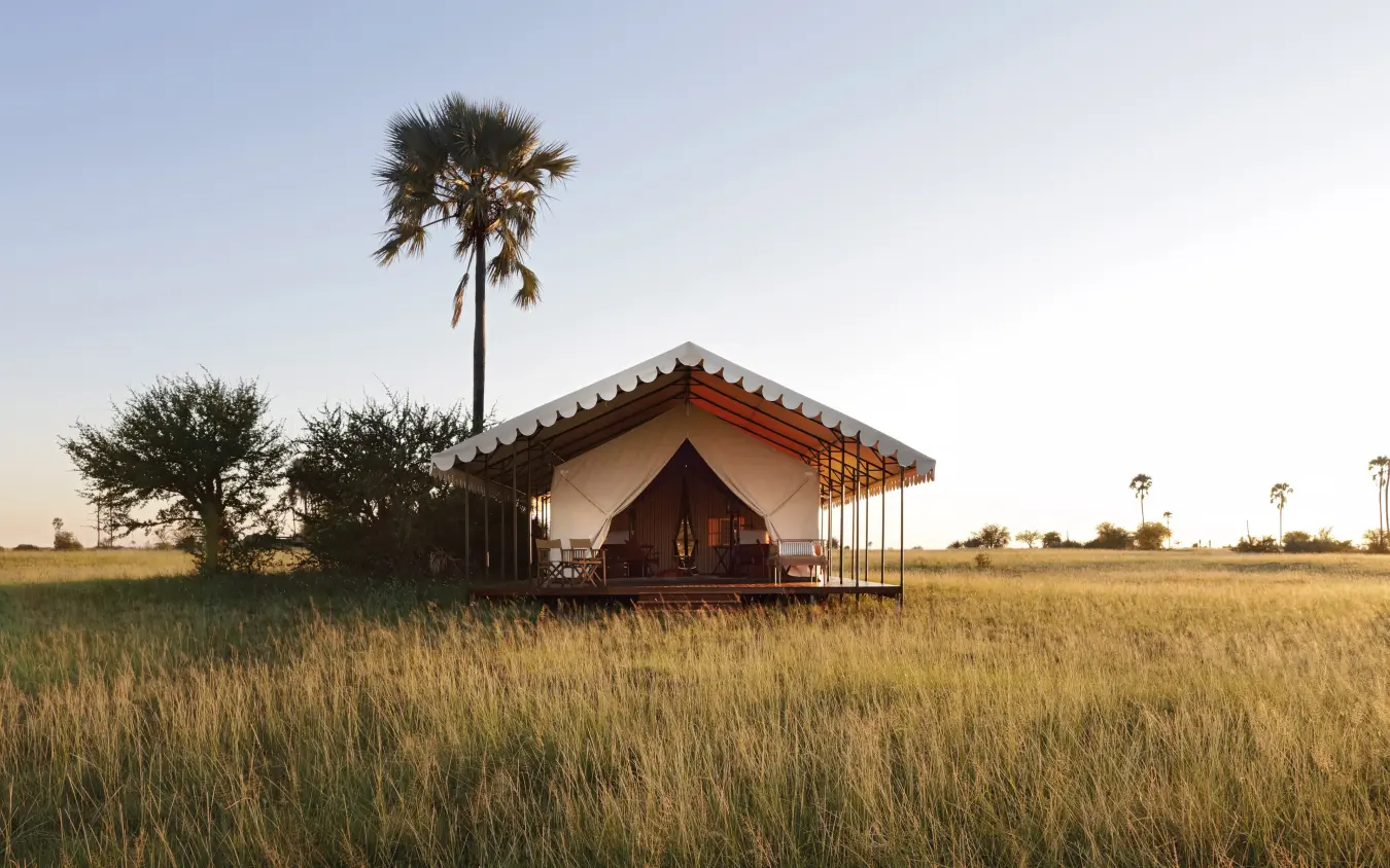 Canvas guest tent in golden grassland with palm trees, San Camp, Makgadikgadi Pans, Botswana