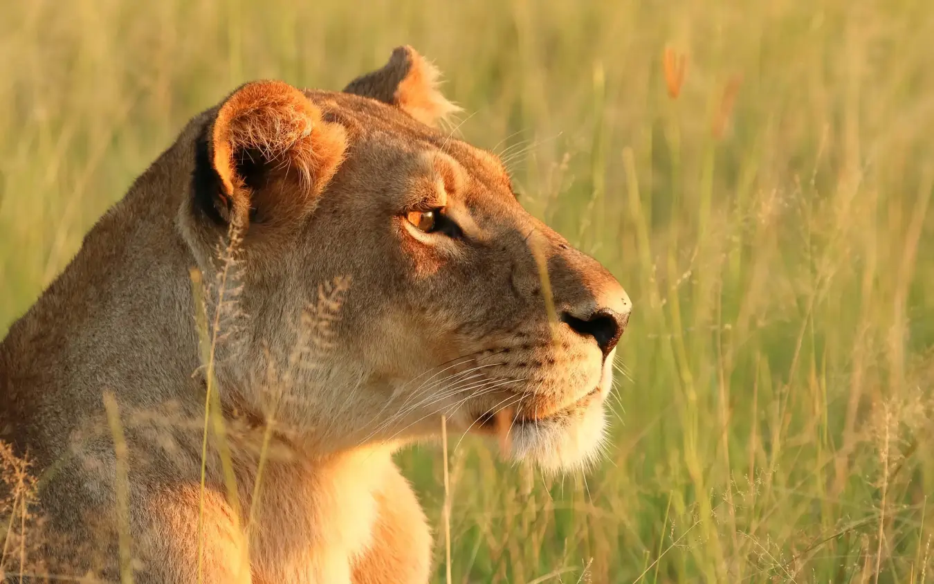 Lioness in profile standing in golden grassland, San Camp, Makgadikgadi Pans, Botswana