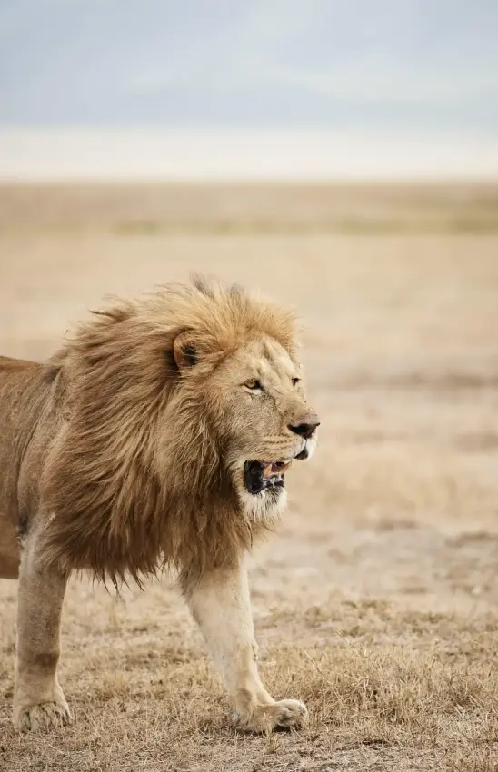 Male lion walking across arid savanna landscape, Sanctuary Crater Camp, Ngorongoro Crater, Tanzania