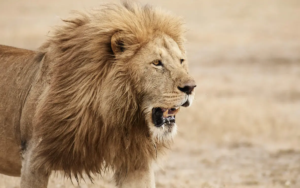 Male lion walking across arid savanna landscape, Sanctuary Ngorongoro Crater Camp, Ngorongoro Crater, Tanzania