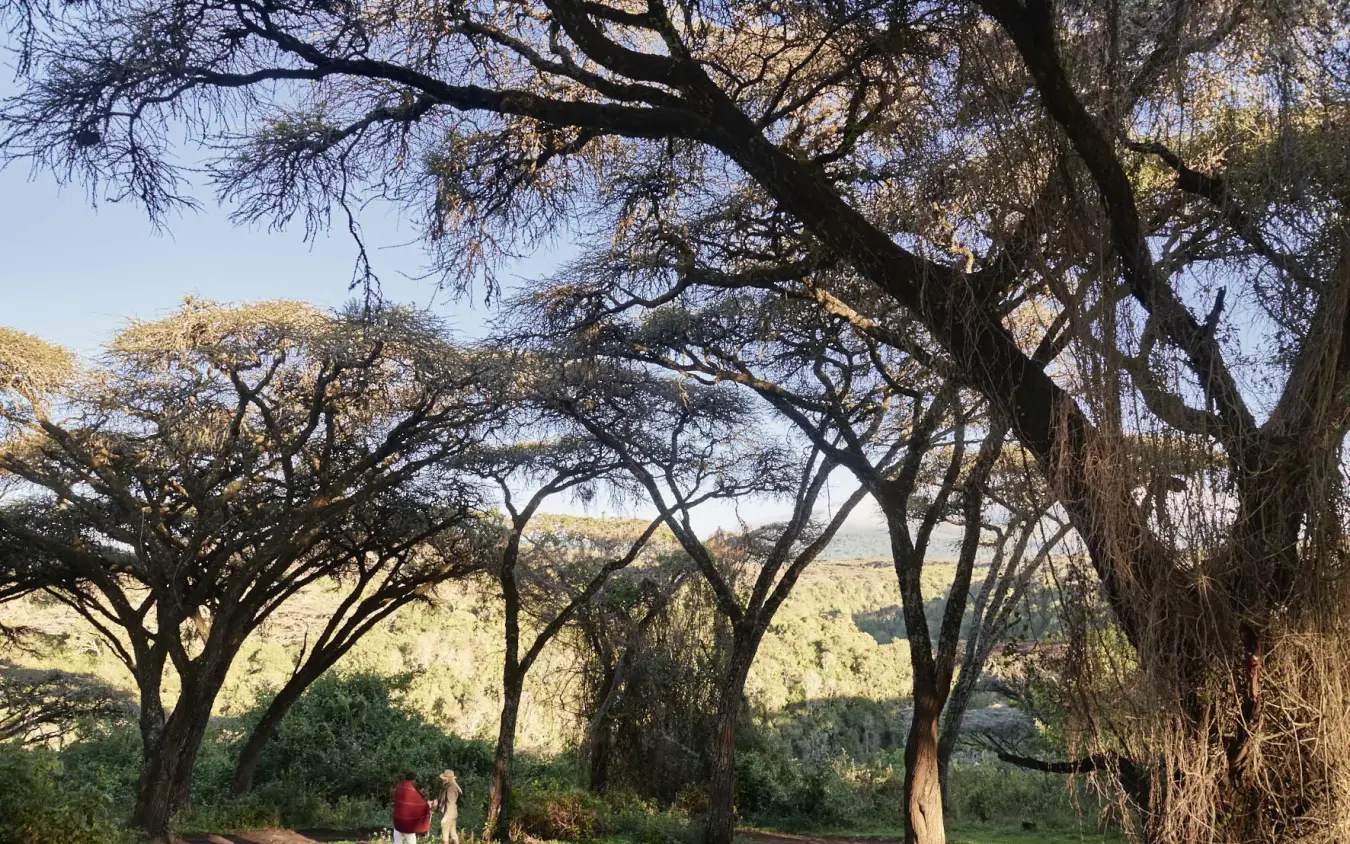 Guests walking beneath acacia trees on safari grounds, Sanctuary Crater Camp, Ngorongoro Crater, Tanzania