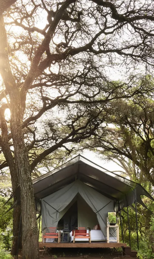 Luxury safari tent nestled among tall acacia trees, Sanctuary Crater Camp, Ngorongoro Crater, Tanzania