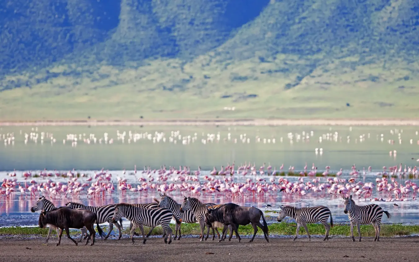 Zebras and wildebeest with flamingos at water's edge, Sanctuary Crater Camp, Ngorongoro Crater, Tanzania