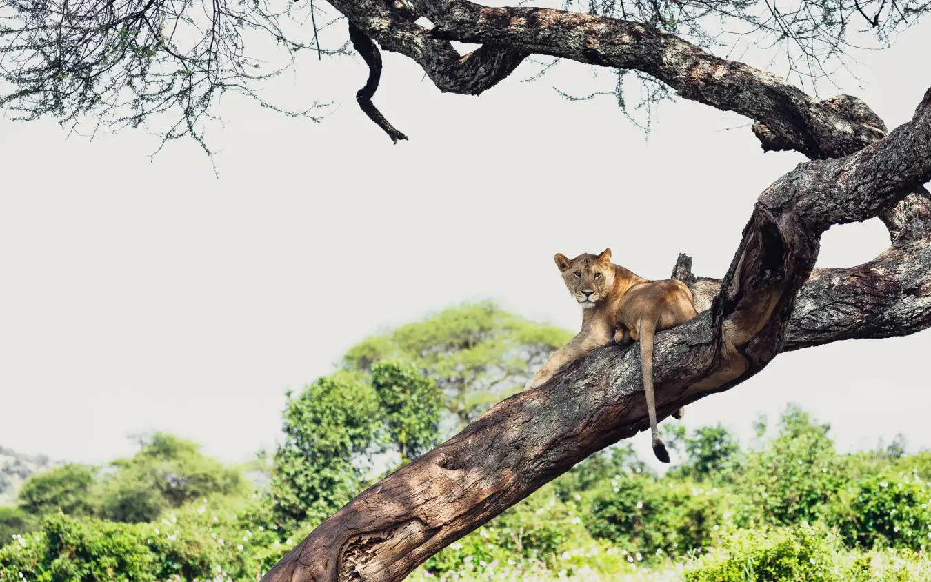 Lion resting on tree branch in savanna woodland, Swala, Tarangire National Park, Tanzania