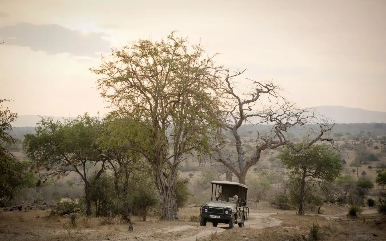 Safari vehicle parked beneath gnarled tree in woodland savanna at dusk, Sand Rivers, Nyerere National Park, Tanzania