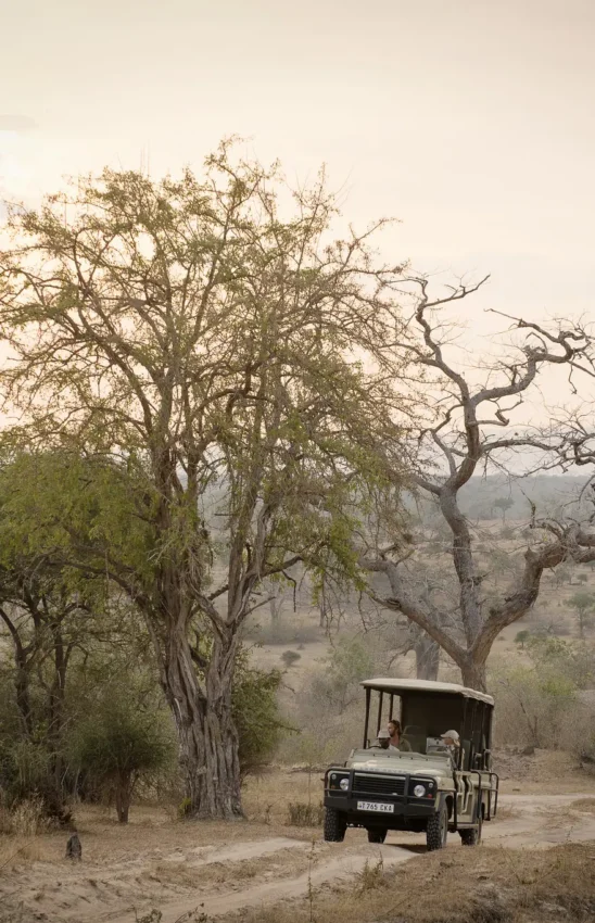 Safari vehicle parked beneath ancient baobab tree in dry savanna landscape, Sand Rivers, Nyerere National Park, Tanzania