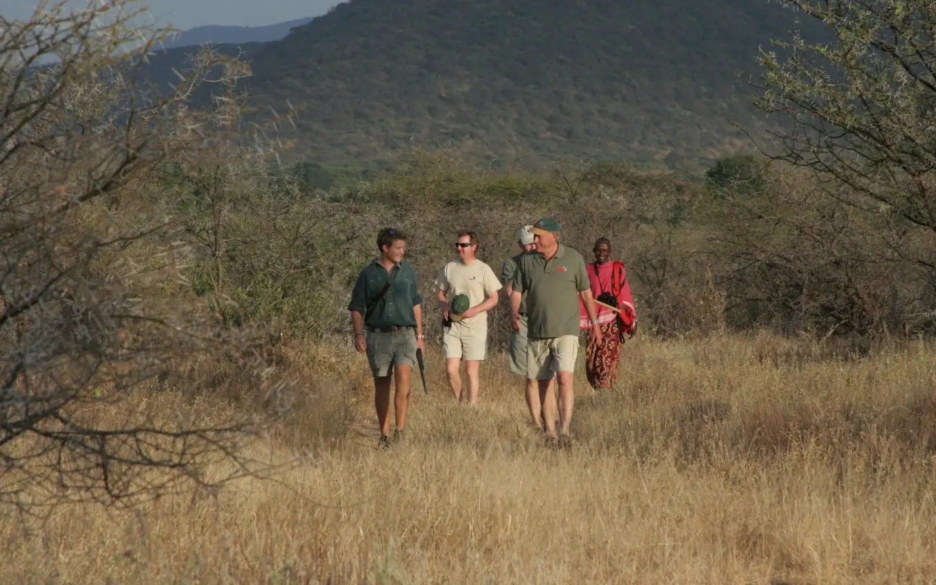 Group of guests walking through savanna grassland with mountain backdrop, Sarara Camp, Northern Kenya, Kenya