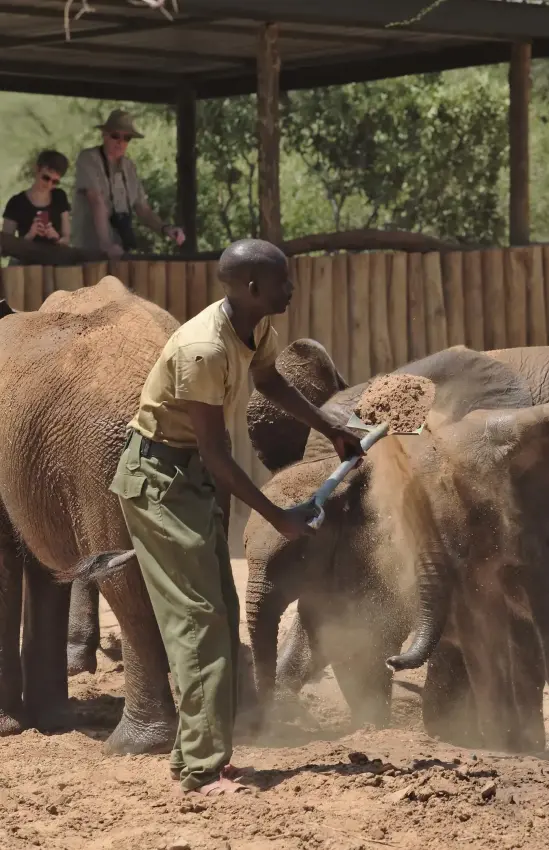 Caretaker feeding young elephants in sandy enclosure, Sarara Camp, Northern Kenya, Kenya
