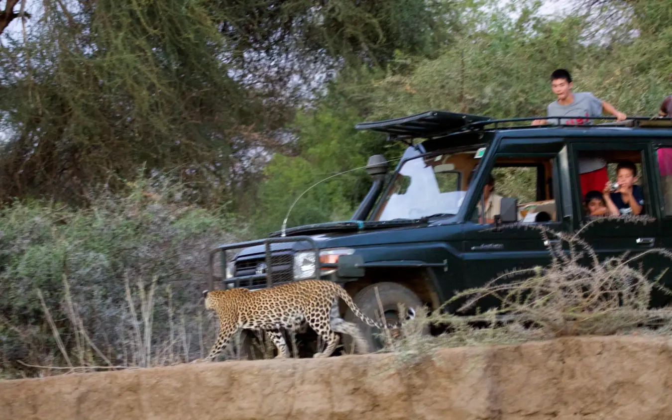 Leopard walking past safari vehicle with guests observing, Sarara Camp, Northern Kenya, Kenya