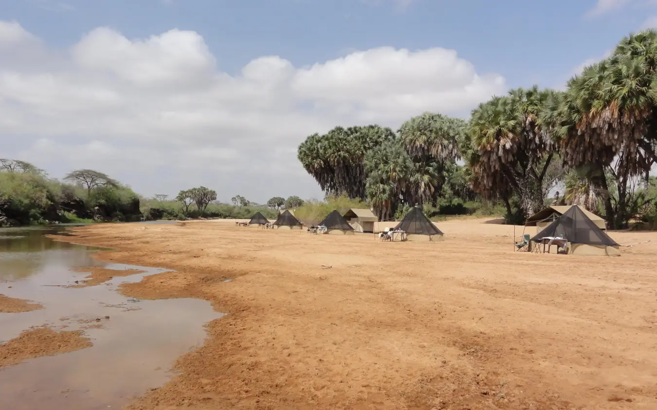 Safari camp tents pitched along riverbank with palm trees, Sarara Camp, Northern Kenya, Kenya