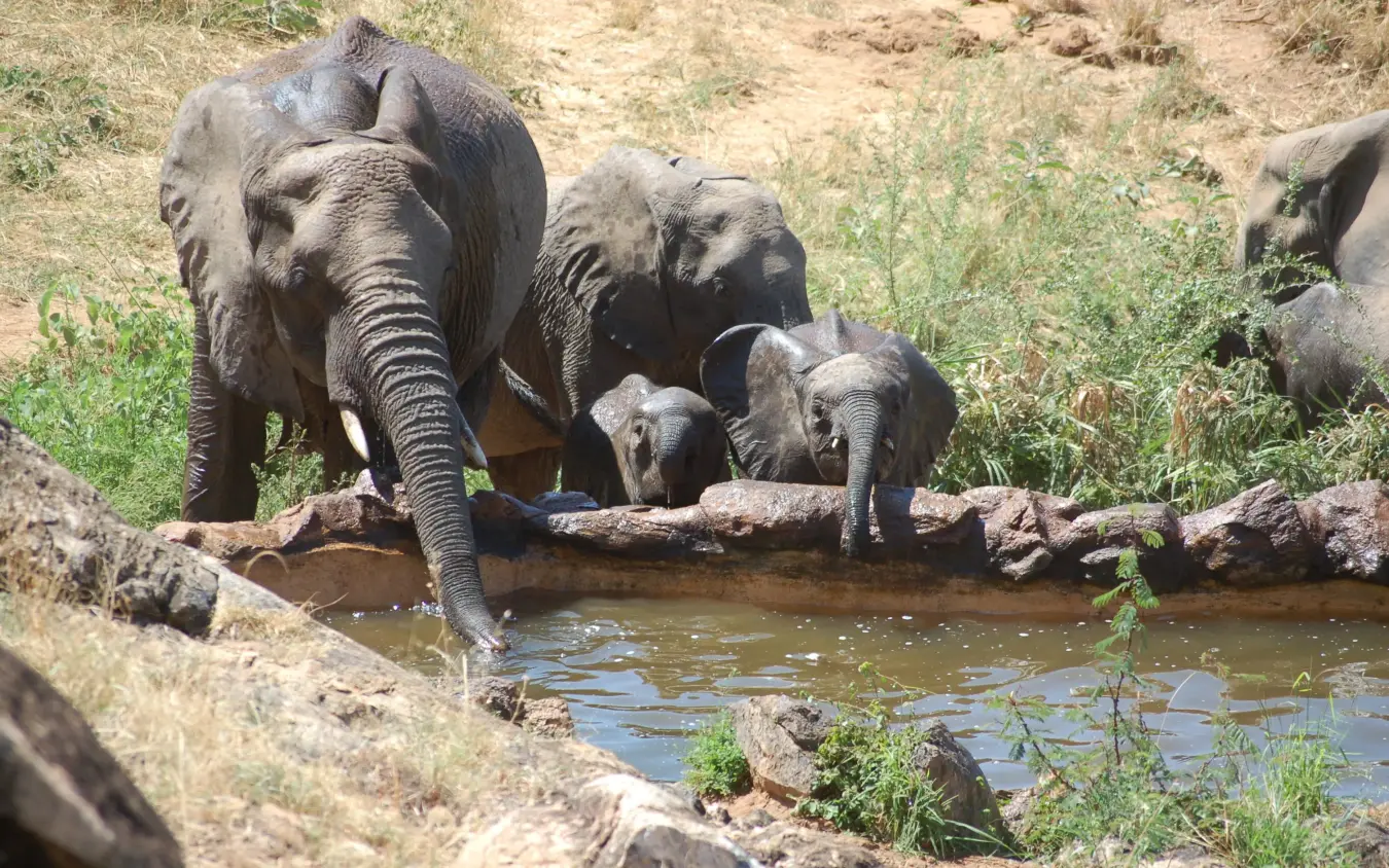 African elephants drinking at waterhole with calves, Sarara Camp, Northern Kenya, Kenya