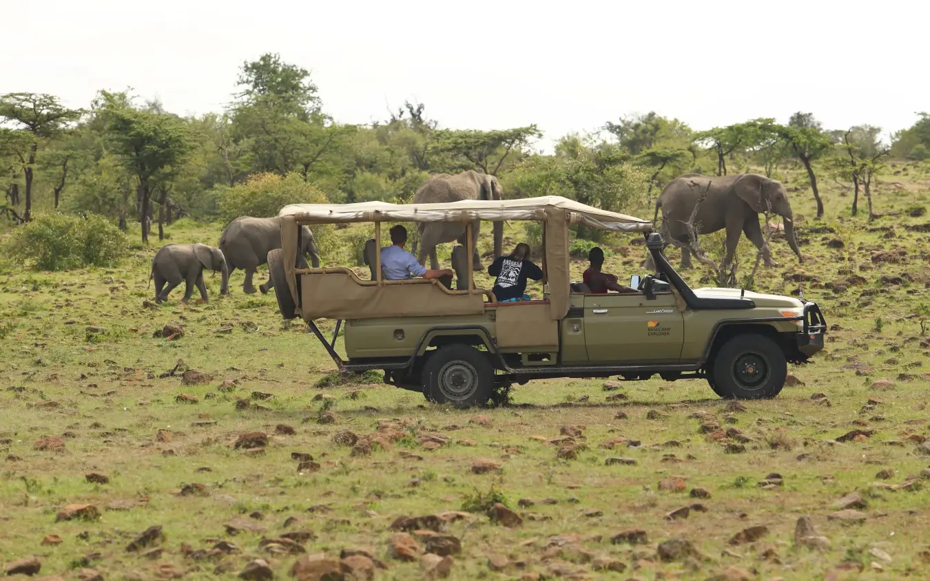 Safari vehicle with tourists observing elephants in savanna, Eagle View Camp, Maasai Mara, Kenya