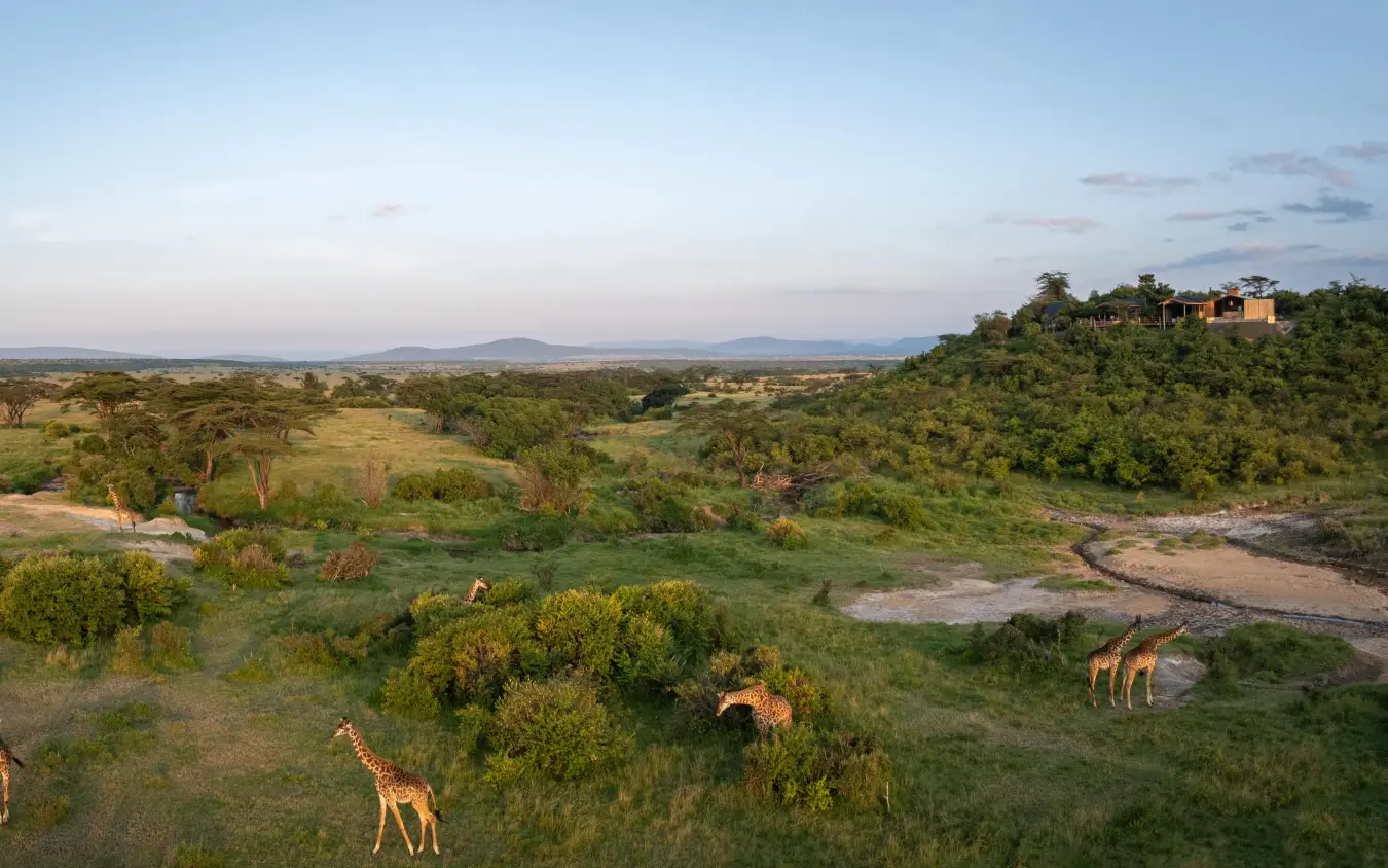 African savanna with giraffes grazing at golden hour, Eagle View Camp, Maasai Mara, Kenya