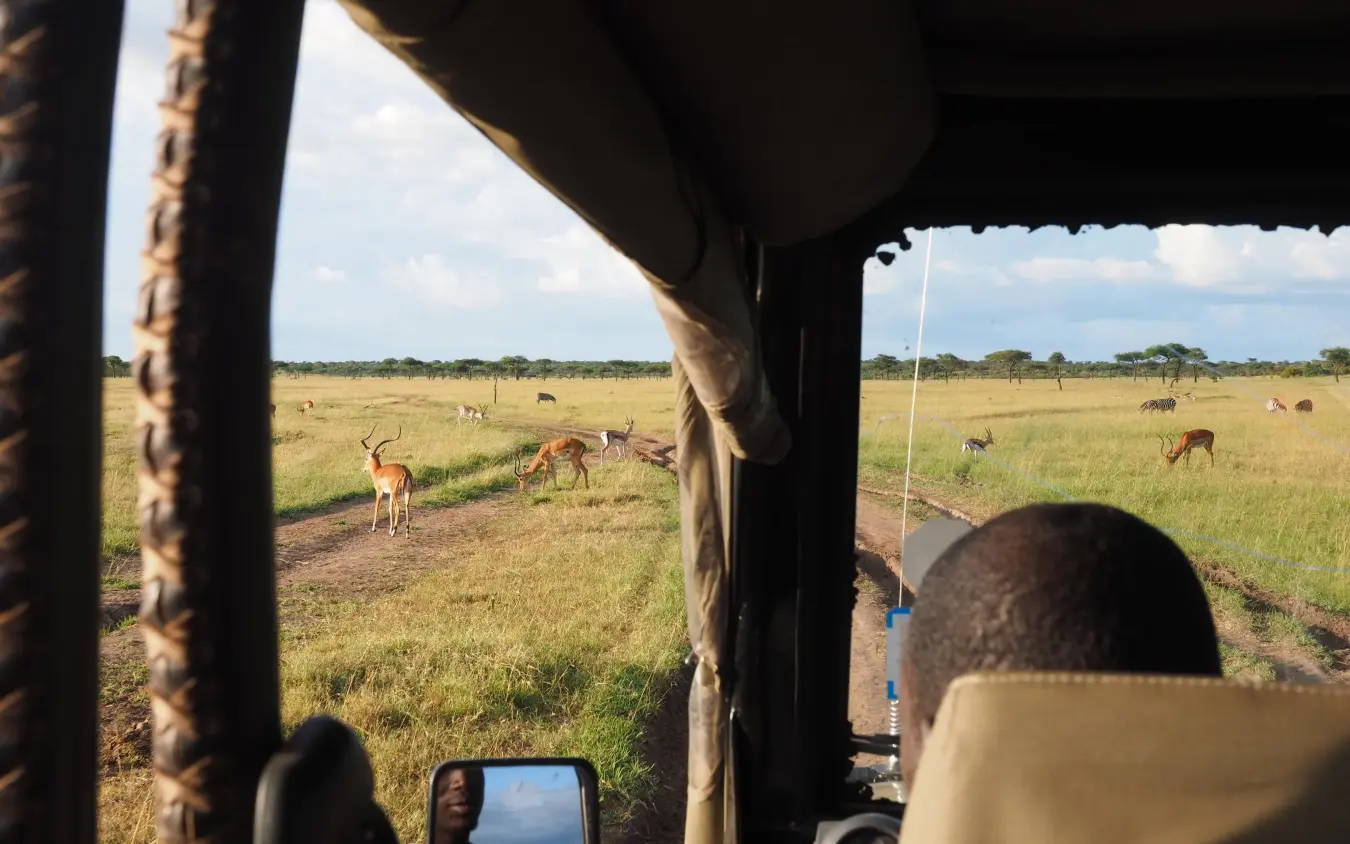 View from safari vehicle of grazing antelope across grassland, Eagle View Camp, Maasai Mara, Kenya