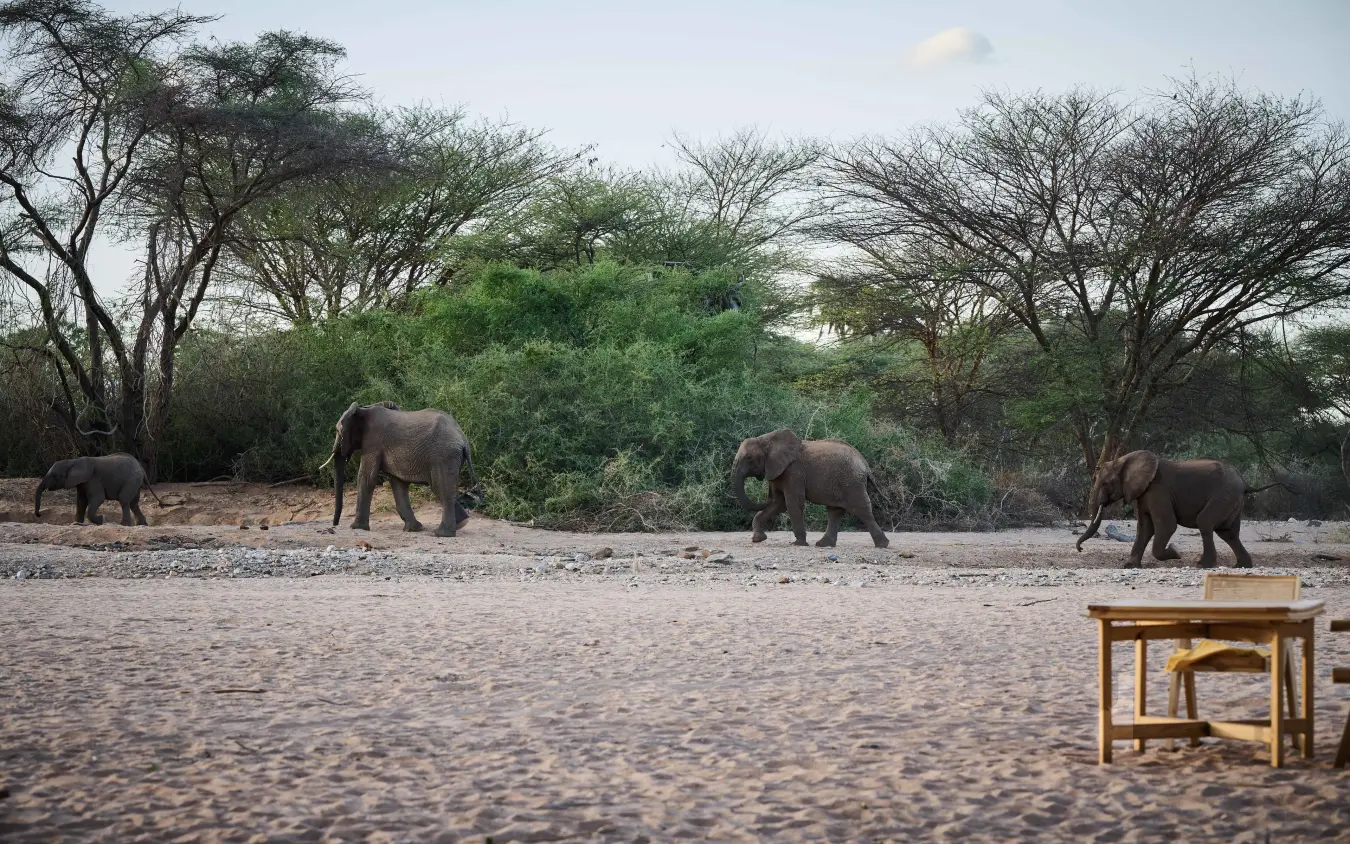 Herd of elephants walking across sandy riverbed with acacia trees, Saruni Rhino, Northern Kenya, Kenya