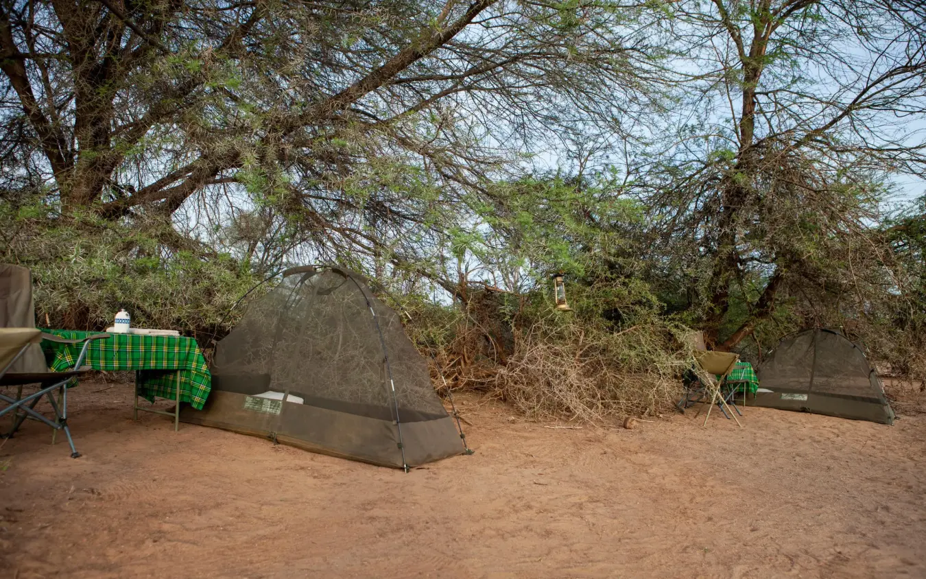 Safari camp tents with green furnishings under acacia trees, Sasaab, Samburu Reserve, Kenya