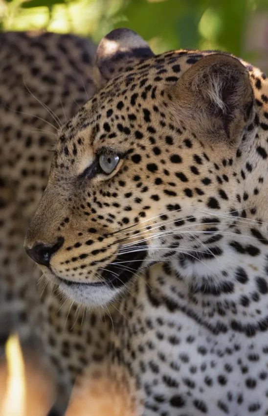 Leopard in dappled shade among green foliage, Sasaab, Samburu Reserve, Kenya