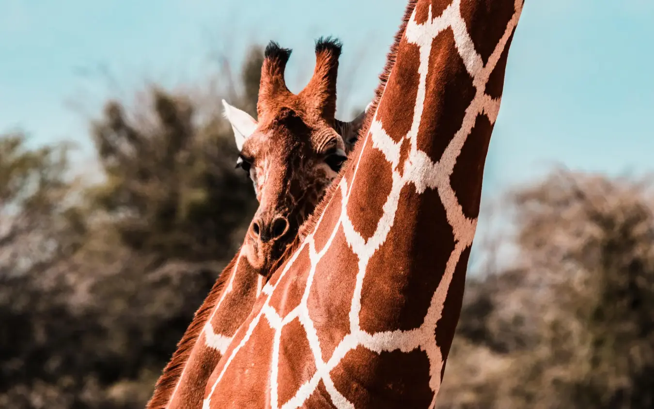 Giraffe with distinctive reticulated pattern in natural habitat, Sasaab, Samburu Reserve, Kenya
