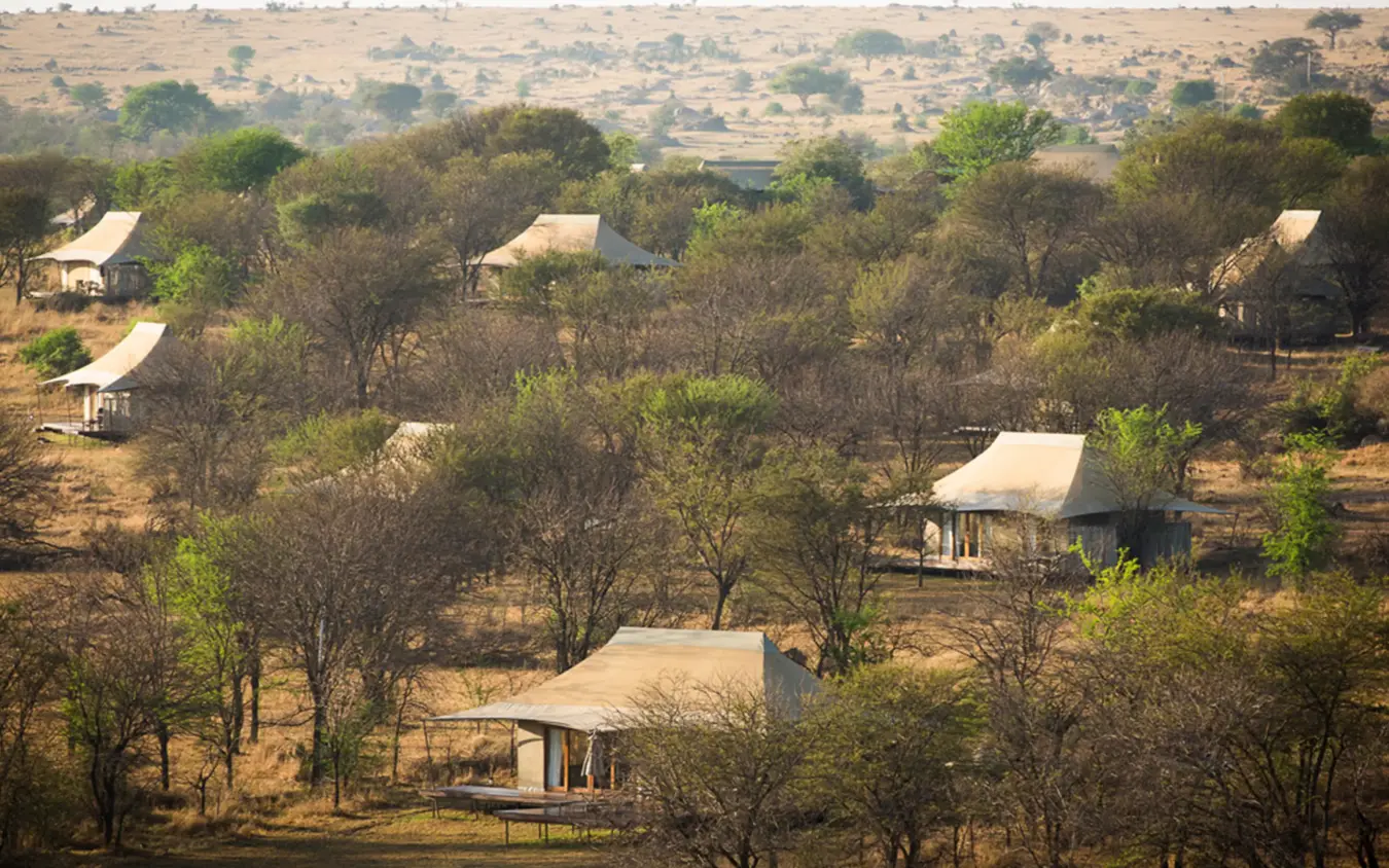 Safari camp tented accommodations scattered among acacia trees, Sayari Camp, Serengeti National Park, Tanzania